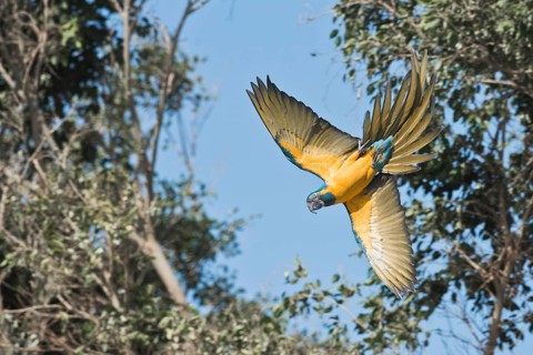 Blue-fronted Macaw (Ara glaucogularis), Loro Park, Tenerife, Spain