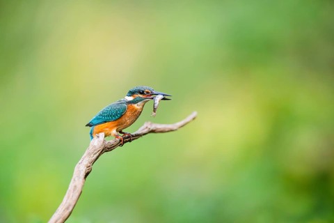 Common kingfisher (Alcedo atthis) sitting on an old wooden branch eating his fresh cought fish in