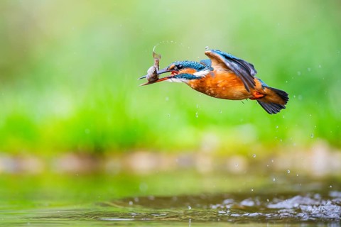 Common kingfisher (Alcedo atthis) flying out of the water with a fresh cought fish in his beak in