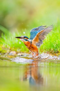 Common kingfisher (Alcedo atthis) flying out of the water after a unsuccessful hunt in late summer,