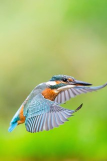Common kingfisher (Alcedo atthis), flying, wildife, Bavaria, Germany