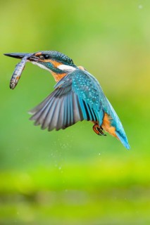 Common kingfisher (Alcedo atthis) flying out of the water with a fresh cought fish in his beak in