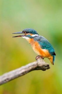 Common kingfisher (Alcedo atthis) sitting on an old wooden branch eating his fresh cought fish in