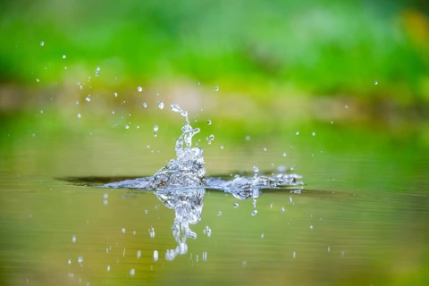 Splashing Water from a Common kingfisher (Alcedo atthis) flying into the water hunting for fish in