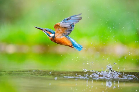 Common kingfisher (Alcedo atthis) flying out of the water after a unsuccessful hunt in late summer,