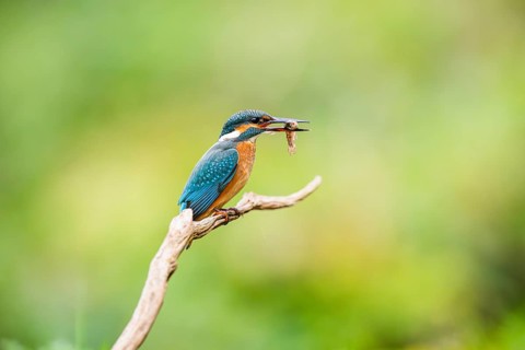 Common kingfisher (Alcedo atthis) sitting on an old wooden branch eating his fresh cought fish in