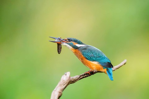 Common kingfisher (Alcedo atthis) sitting on an old wooden branch eating his fresh cought fish in
