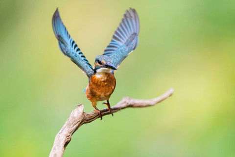 Common kingfisher (Alcedo atthis) flying away from an old wooden branch in late summer, wildife,
