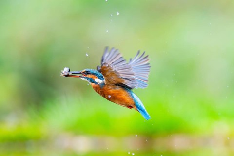 Common kingfisher (Alcedo atthis) flying out of the water with a fresh cought fish in his beak in