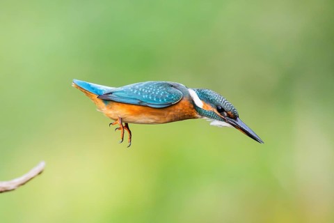 Common kingfisher (Alcedo atthis) flying into the water hunting for fish in late summer, wildife,