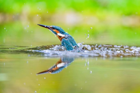 Common kingfisher (Alcedo atthis) flying out of the water after a unsuccessful hunt in late summer,