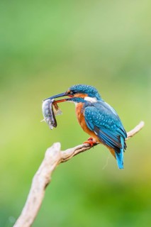 Common kingfisher (Alcedo atthis) sitting on an old wooden branch eating his fresh cought fish in