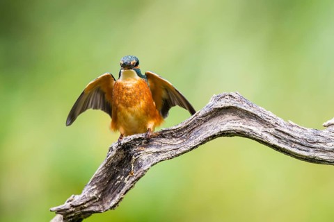 Common kingfisher (Alcedo atthis) sitting on an old wooden branch spreading its wings in late