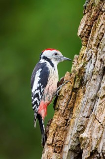 Middle spotted woodpecker (Dendrocoptes medius) sitting on an old wrotten tree trunk in late