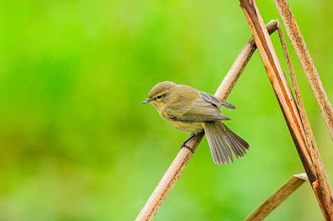 Common chiffchaff (Phylloscopus collybita) sitting on a reed, Bavaria, Germany