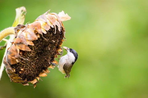 Marsh tit (Poecile palustris) sitting on an old sunflower blossom eating seeds, Bavaria, Germany