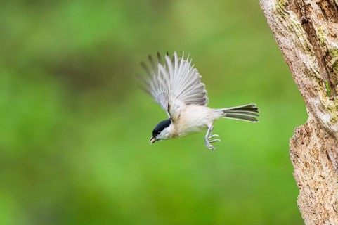 Marsh tit (Poecile palustris) flying from an old written tree trunk, Bavaria, Germany