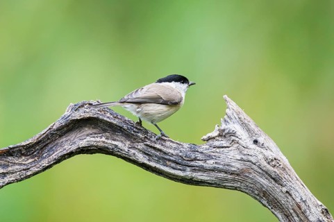 Marsh tit (Poecile palustris) sitting on a branch, Bavaria, Germany