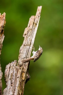 Eurasian treecreeper (Certhia familiaris) climbing up an old wrotten tree trunk, Bavaria, Germany