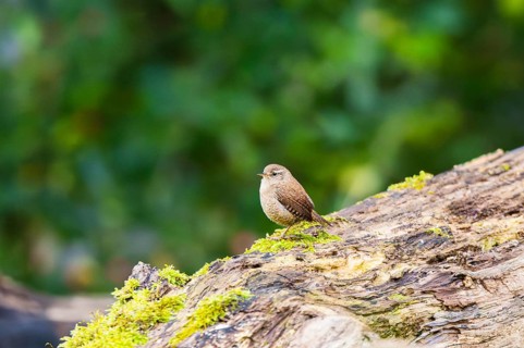 Eurasian wren (Troglodytes troglodytes) sitting on n old wood, Bavaria, Germany