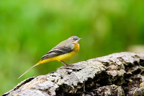 Grey Wagtail (Motacilla cinerea) sitting on an old wood, wildlife, Germany