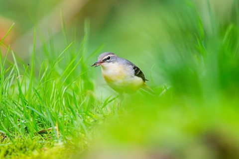 Grey Wagtail (Motacilla cinerea) sitting on the ground, wildlife, Germany