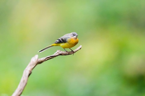 Grey Wagtail (Motacilla cinerea) sitting on a branch, wildlife, Germany