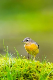 Grey Wagtail (Motacilla cinerea) hunting at a little lake in a swamp, wildlife, Germany