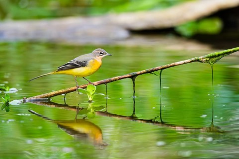 Grey Wagtail (Motacilla cinerea) walking on a reed in a swamp, wildlife, Germany