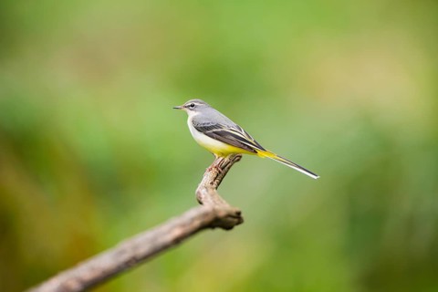 Grey Wagtail (Motacilla cinerea) sitting on a branch, wildlife, Germany