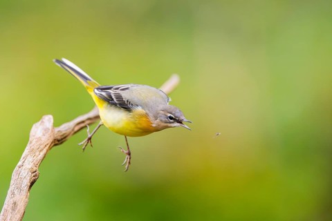 Grey Wagtail (Motacilla cinerea) starts flying, wildlife, Germany