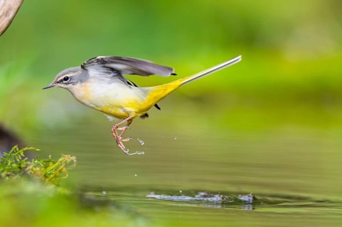 Grey Wagtail (Motacilla cinerea) jumping in the water of a little lake in a swamp, hunting,
