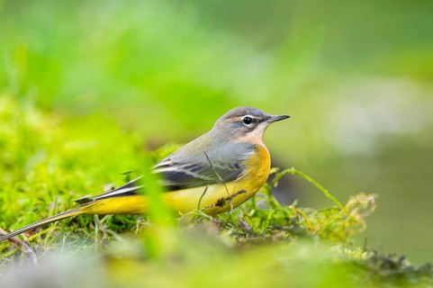 Grey Wagtail (Motacilla cinerea) sitting on the ground, wildlife, Germany