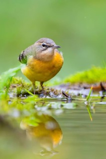 Grey Wagtail (Motacilla cinerea) hunting at a little lake in a swamp, wildlife, Germany