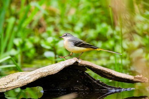 Grey Wagtail (Motacilla cinerea) walking on an old wood, wildlife, Germany