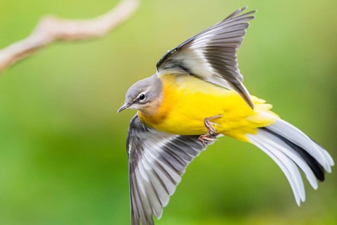 Grey Wagtail (Motacilla cinerea), flying, wildlife, Germany