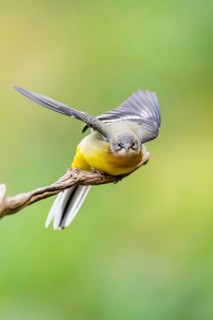 Grey Wagtail (Motacilla cinerea) starts flying, wildlife, Germany