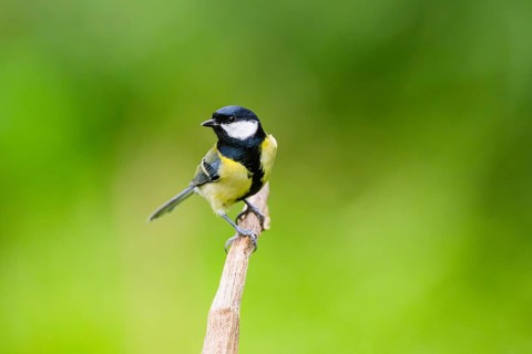 Great tit (Parus major) sitting on an old wrotten tree trunk at a swamp, Bavaria, Germany