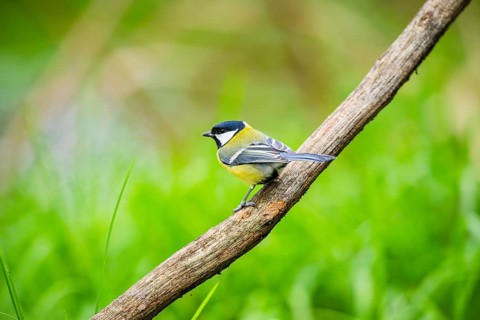 Great tit (Parus major) sitting on stem of a reed at a swamp, Bavaria, Germany