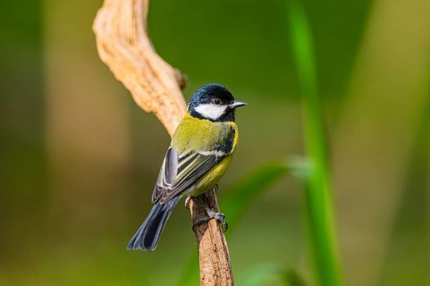 Great tit (Parus major) sitting on an old wood at a swamp, Bavaria, Germany
