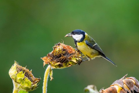 Great tit (Parus major) sitting on an old sunflower blossom with seeds inside, Bavaria, Germany