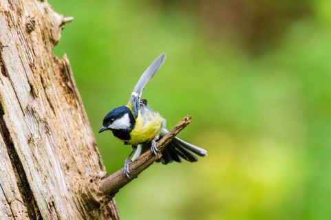 Great tit (Parus major) spreading its wings while sitting on the branch of on an old wrotten tree