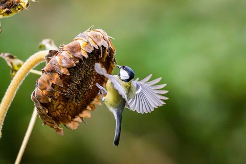 Great tit (Parus major) landing on an old sunflower blossom with seeds inside, Bavaria, Germany