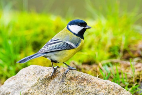 Great tit (Parus major) sitting on a rock at a swamp, Bavaria, Germany