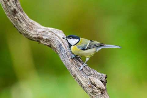 Great tit (Parus major) sitting on an old wrotten wood at a swamp, Bavaria, Germany