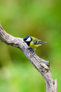 Great tit (Parus major) sitting on an oldwood at a swamp, Bavaria, Germany
