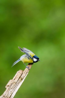 Great tit (Parus major) starts flying from an old wrotten tree trunk at a swamp, Bavaria, Germany