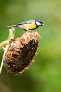 Great tit (Parus major) sitting on an old sunflower blossom with seeds inside, Bavaria, Germany