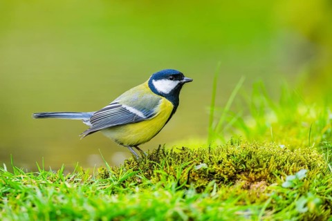Great tit (Parus major) sitting in the grass beside a little lake at a swamp, Bavaria, Germany