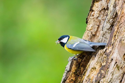 Great tit (Parus major) sitting on an old wrotten tree trunk at a swamp, Bavaria, Germany
